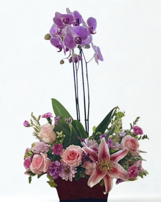 ORQ0124-PLANTA DE ORQUIDEA